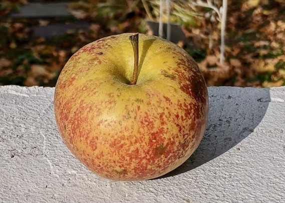 A round apple with a red blush beneath a mesh of golden brown russet