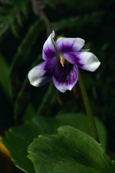 Flower, Violet flower, flower close up, wildflower, Spring wildflower, Ivy Leaved Violet, purple and white flower, macro photo