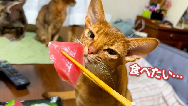マグロが食べたすぎる子猫の”圧”がすごすぎました…