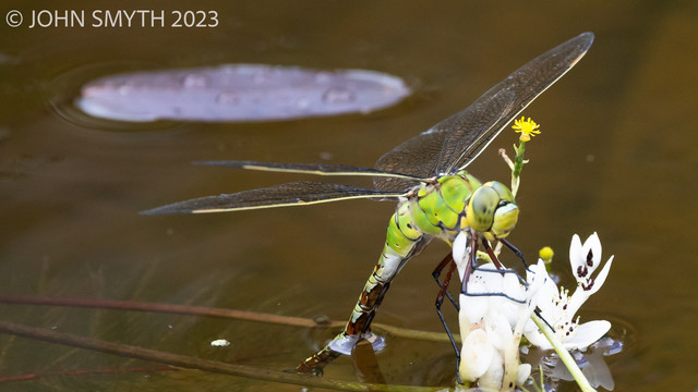 A large yellow-green dragonfly is clinging to a white flower blossom with long, splindly legs. The flower is floating on the surface of brown-colured water. the dragonlfy's wings extend across the image - they are see-through with a lattice of thin dark veins and a yellow outline. In the background floats asingle, wine-coloured lilypad