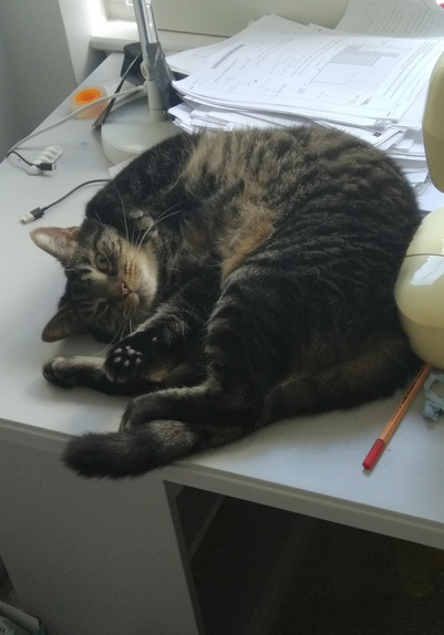 A tabby cat lies on it's back looking at the camera, reposing on a cluttered desk with paws up and claws retracted