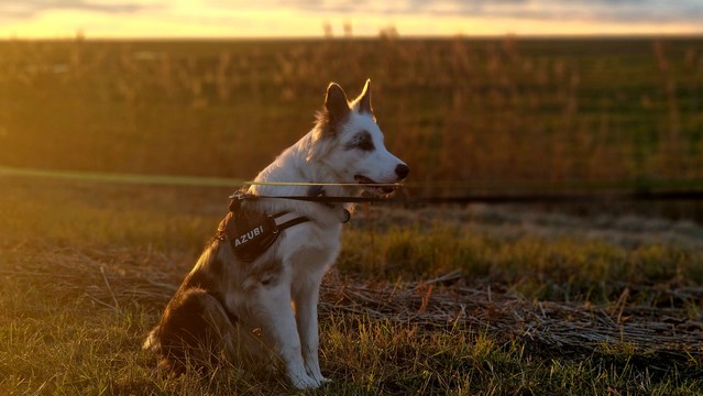 Hund am Deich in der Abendsonne