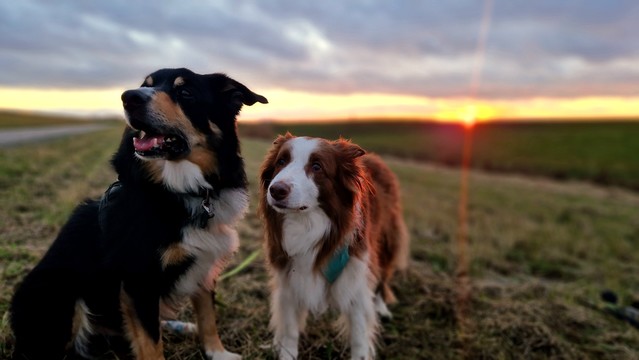 Hund am Deich in der Abendsonne