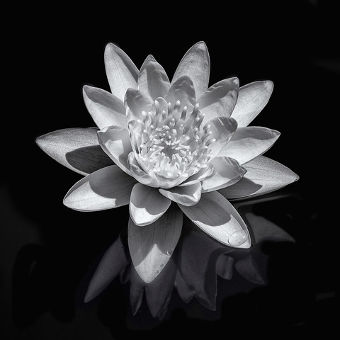 Black and white image of a waterlily on a pond with a partial reflection of the underside of the leaves.