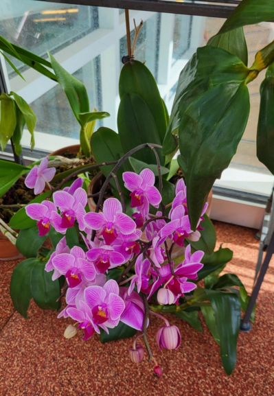 Many pink and purple flowers on a phalenopsis orchid.
