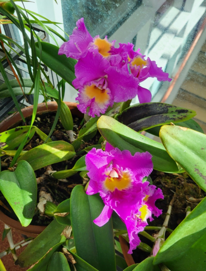 Two large purple and yellow flowers on a cattleya orchid.