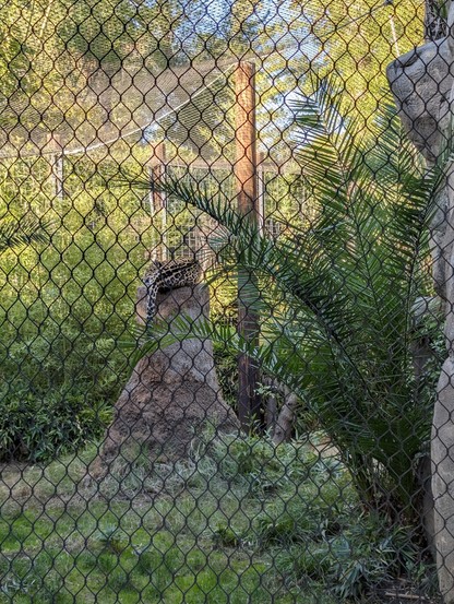 A cheetah resting on a palm tree trunk, behind black chain link fencing.