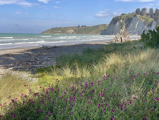 Purple sweet peas grow wild amongst the foreshore grasses; a driftwood tepee is seen on the beach with cliffs at the south end behind it