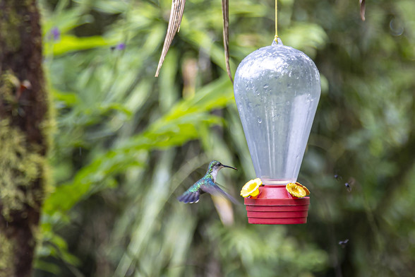 A dense forest is blurred in the background while the focus is on a plastic container hanging from a tree out of view above the shot. The container has a clear top, a little like a hot air balloon in shape, and with signs of condensation inside it. The base of it is a with small yellow, flower-like openings. Hovering to the left of the container is a hummingbird, its head and long beak aiming at one of the petal openings while its wings are blurred with motion.