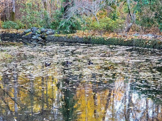 3 hooded merganser ducks, swimming in pond. Almost all camouflaged.