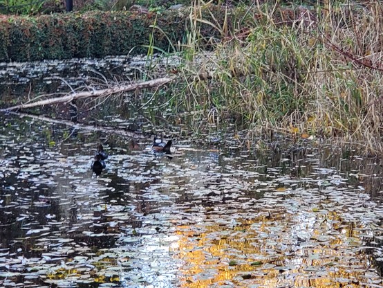 3 hooded merganser ducks, swimming in pond. Almost all camouflaged.