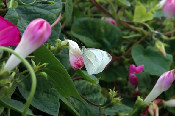 A cabbage white butterfly — a small cream white butterfly with spotted wings — perches on a wilted white and magenta flower.