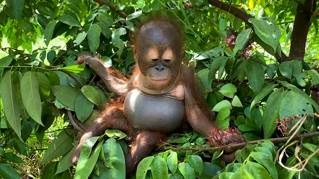 Bornean #Orangutans are our intelligent tree-dwelling cousins. They are critically endangered mainly from #palmoil #deforestation. Help them survive and #Boycottpalmoil #Boycott4Wildlife in the supermarket! learn how to take action! https://palmoildetectives.com/2021/01/19/bornean-orangutan-pongo-pygmaeus/ via @palmoildetectives