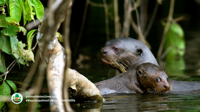 #GiantOtters are the agile, graceful guardians of Amazonian rivers in #SouthAmerica. #Endangered by #gold #mining, #palmoil #soy and cattle ranches. Help them in the supermarket, go #vegan and #Boycottpalmoil #Boycott4Wildlife https://palmoildetectives.com/2022/09/04/giant-otter-pteronura-brasiliensis/ via @palmoildetectives