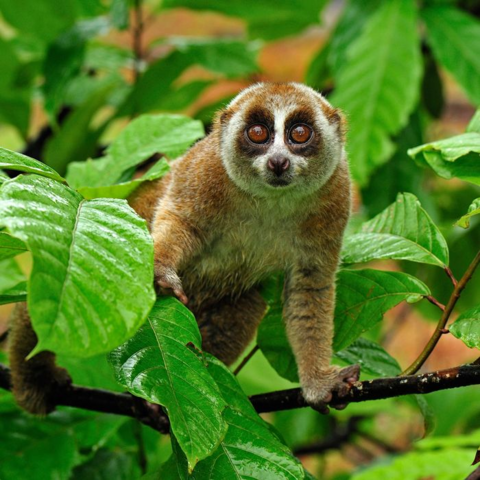 The #Sumatran #SlowLoris is endangered due to #palmoil #deforestation and the pet trade. Help them with a #Boycott4Wildlife on brands destroying their rainforest home. Find out more https://palmoildetectives.com/2021/01/21/sumatran-slow-loris-nycticebus-hilleri/ via @palmoildetectives