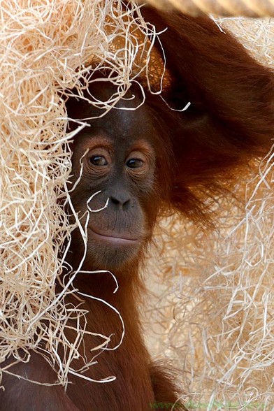 A monkey looks into the camera from a pile of hay.