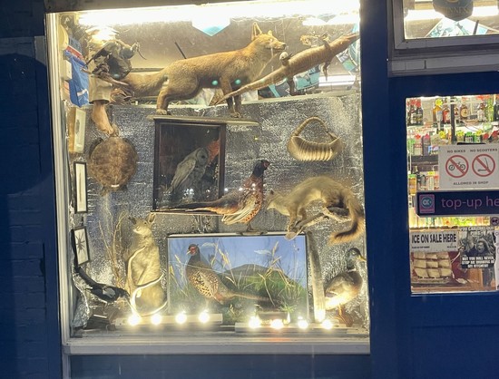 Shop window full of stuffed animals