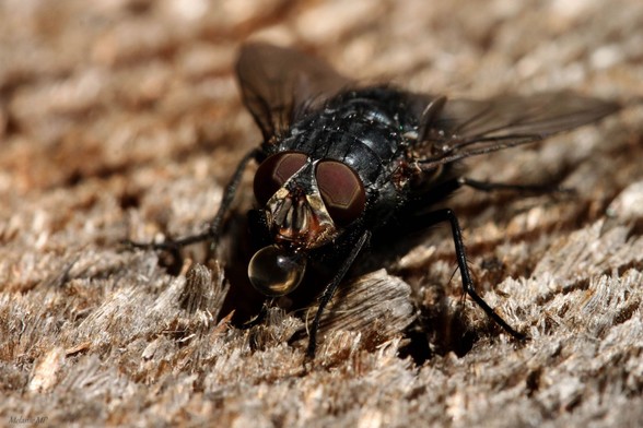 Eine gewöhnliche Fliege in Nahaufnahme. Sie sitzt auf faserigem Holz und hat eine kleine Flüssigkeitsblase vor dem Mund.
