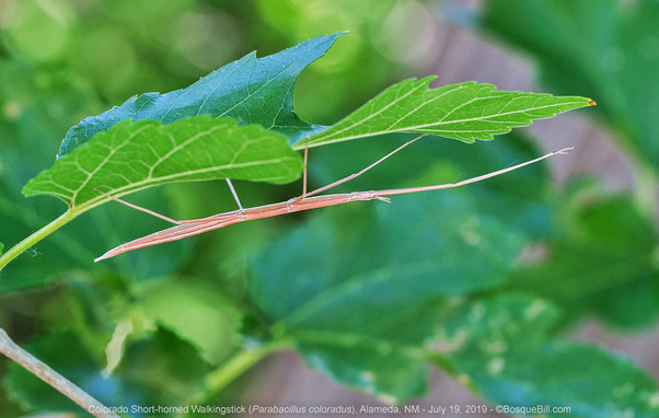Amid many green leaves, a long, slender, light tan insect clings under two leaves with long legs reaching up to grasp the leaves.
©BosqueBill.com