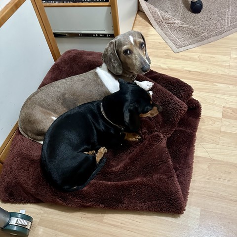 Fritzi & Lulu in jail