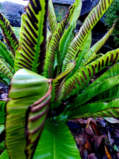 Hart's tongue seed fern plant. Evergreen fern, with thick foliage & loaded with dark brown seed spores.