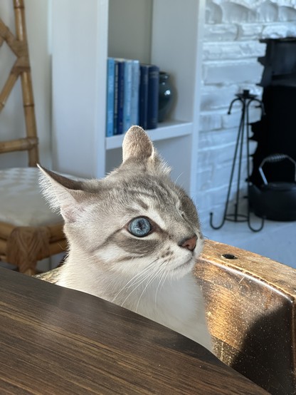 Doots, a one-eyed Lynx-Point Siamese cat, sitting at the dining room table. His ears are angled back and he has a look of worry or alarm in his face, as though he thinks he left the oven on before going to work.