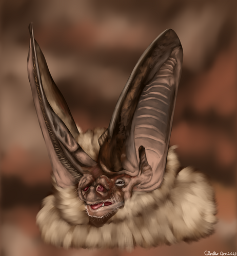 Portrait of a townsend's big eared bat.  Facing slightly forwards and to the left.  They appear really tired and groggy with their eyes slightly open.