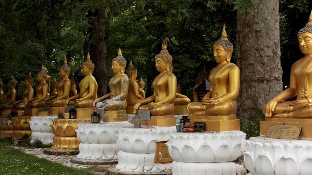 Forest with many identical gold Buddha statues.
