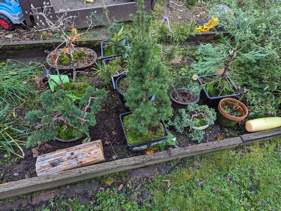 The same collection of Bonsai trees on the ground on a garden bedcfor the winter.