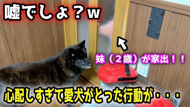 家出した妹を心配しすぎて愛犬がこうなりました【甲斐犬一休と猫のしずく】