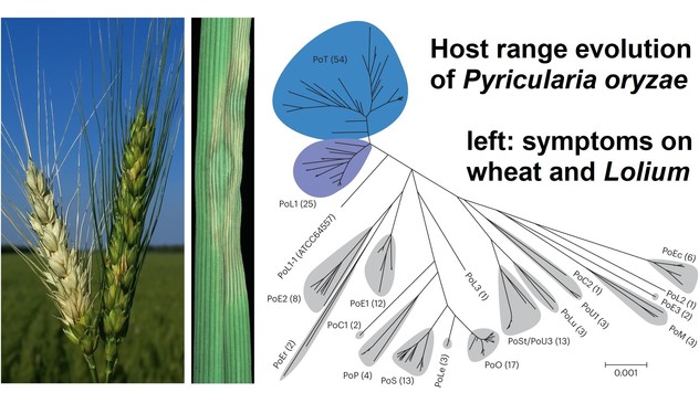 Left: Symptoms on wheat ear infected with the fungus Pyricularia oryzae. The right ear is healthy. Middle: Discolourations on a leaf of Lolium arundinaceuma, also infected by P. oryzae. Right: Phylogenetic tree of P. oryzae isolates from different grasses.