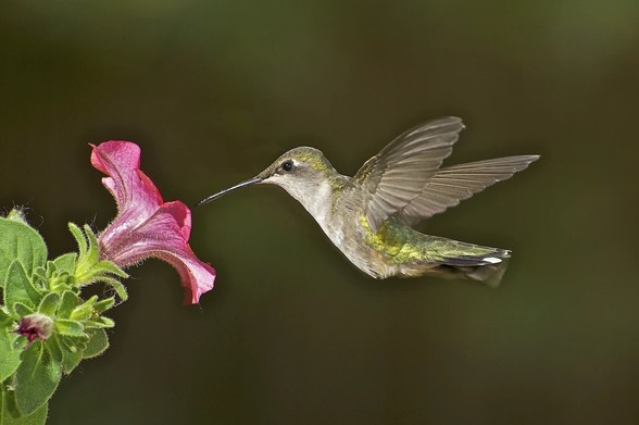 Photo of a green hummingbird hovering next to a pink flower