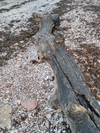 A washed up tree trunk on the pebbles at Elberry Cove, Devon.