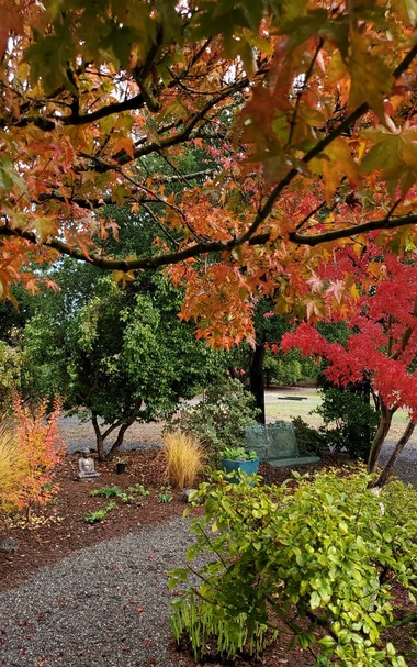 Fall colors in the garden. Buddha statue, yellow grasses,  red and orange japanese maples.