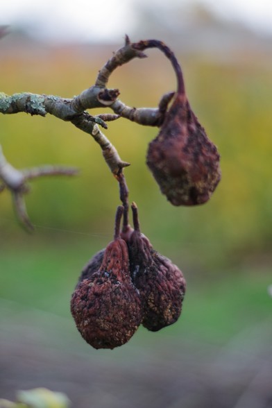 Three dried and withered pears hanging from a branch. Photo is closeup of the pears.
