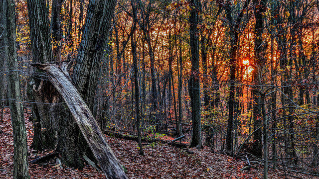 A sidehill trail on the flank of a mountain. Through an autumn forest with leaves of gold, orange and bright green we can see the setting sun tinting the sky around it bright orange. A tree with a large broken off limb still propped up against its trunk is to our left.