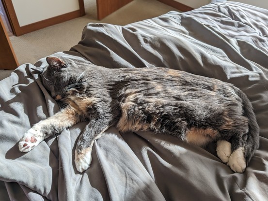Gray cat with white and tan patches of fur laying on a bed stretched out.