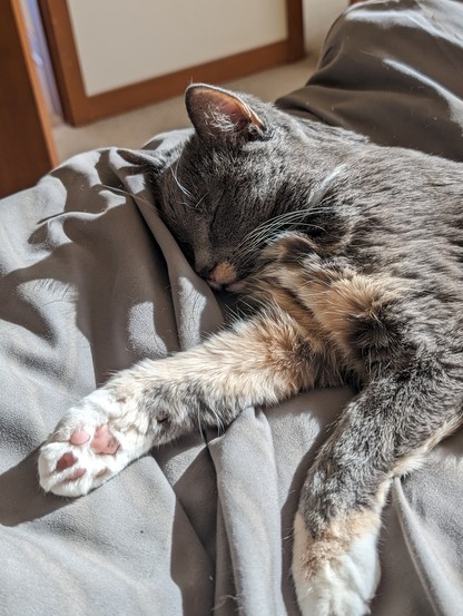 Gray cat with white and tan patches of fur laying on a bed stretched out, her front legs are stretched out in front of her face.