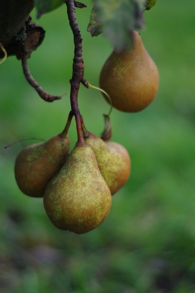 Photograph of three pears in closeup hanging on a tree.