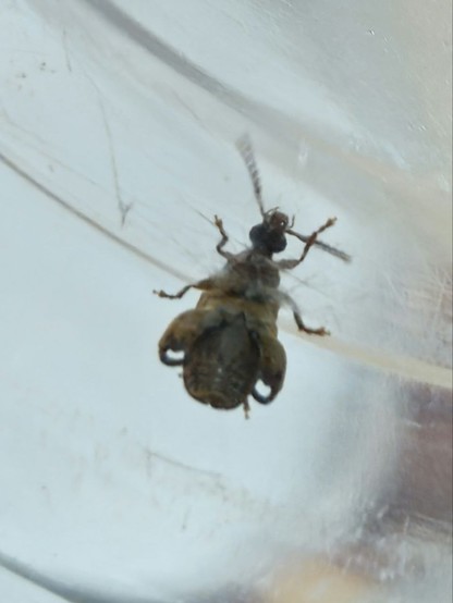 The insect from below