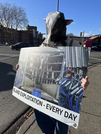 a person standing on the corner of a busy road wearing a cow mask and holding a sign that says “island exploitation - every day.” the sign shows a photo of cows on their way to be milked.