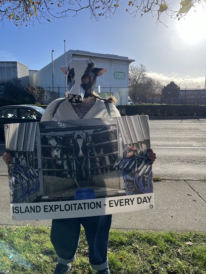 a person standing on the corner of a busy road wearing a cow mask and holding a sign that says “island exploitation - every day.” the sign shows a photo of cows on their way to be milked. behind the photo is the building of island farms, a major dairy company on vancouver island, british columbia.