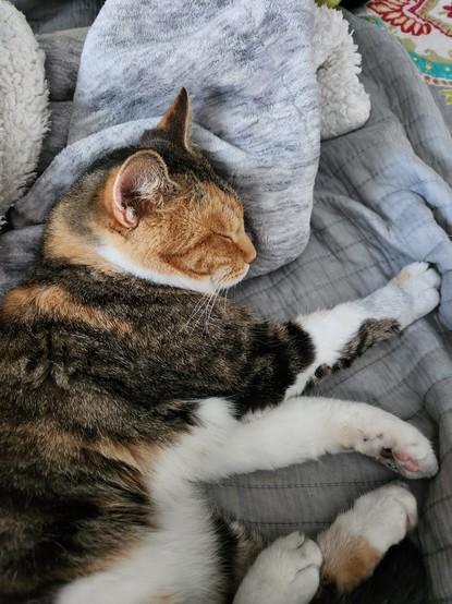 Maggie the cat snuggled on a gray quilt