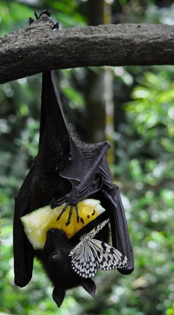 A black bat hangs from a tree and shares its yellow fruit with a black and white butterfly.