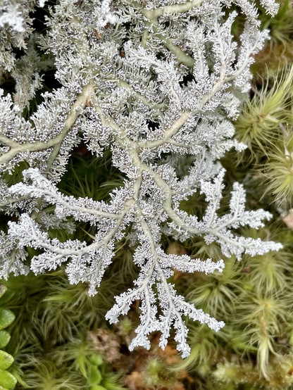 This lichen has branches covered in tiny protrusions that give it a frilly appearance
