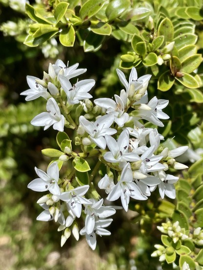 Multiple white flowers at the tip of a green-leaved hebe branch
