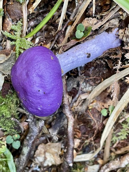 Violet/ purple mushroom-like fungus lying on it’s side