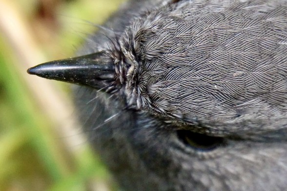 The top of a robin’s head; the interlocking feathers are clearly seen