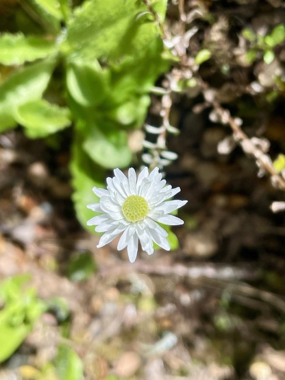 A small white daisy