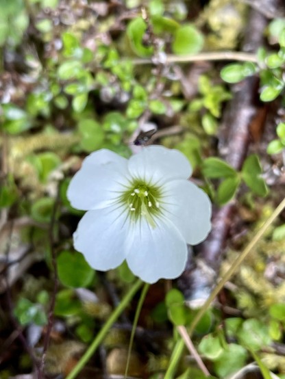 Five white petals with a green central area